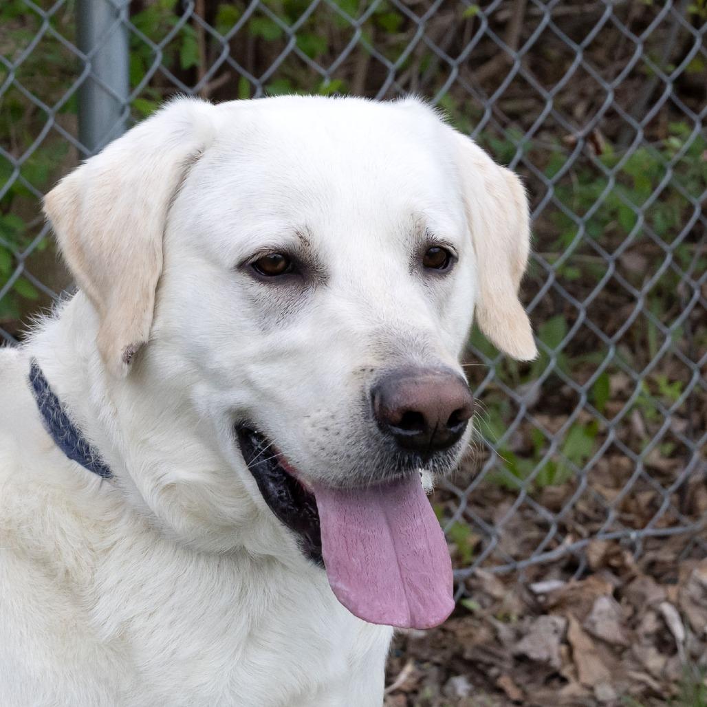 Enlarge Brady, a Adoptable Labrador Retriever in McKean, PA image 4/6