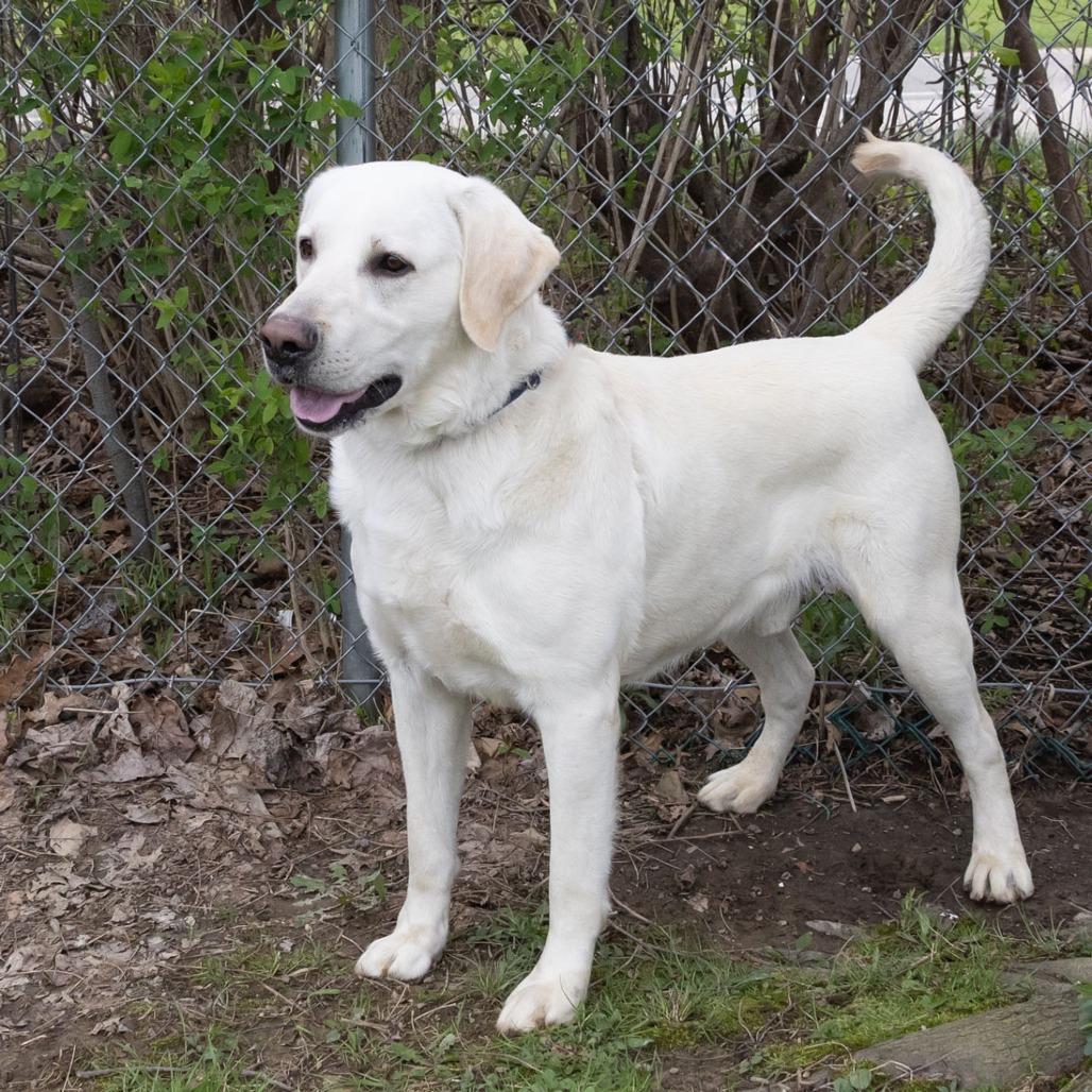 Enlarge Brady, a Adoptable Labrador Retriever in McKean, PA image 5/6
