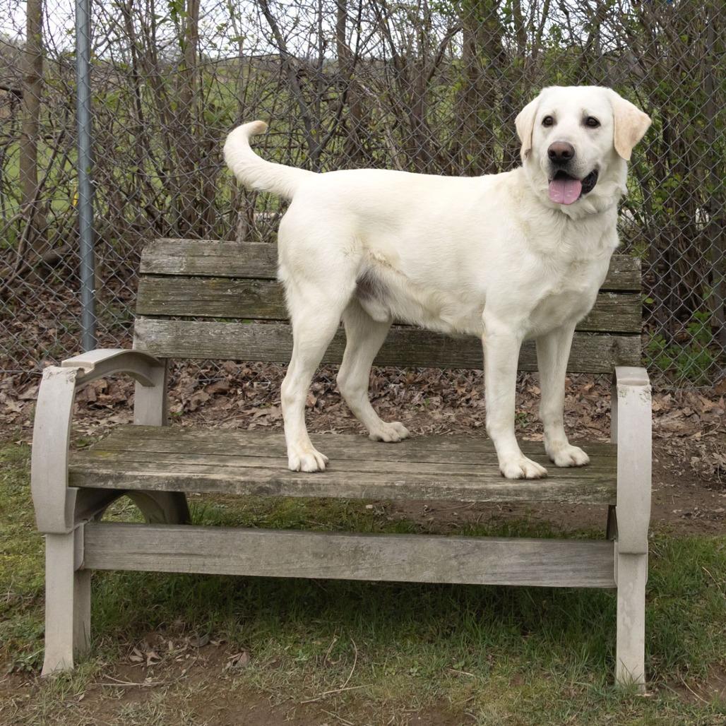 Enlarge Brady, a Adoptable Labrador Retriever in McKean, PA image 6/6