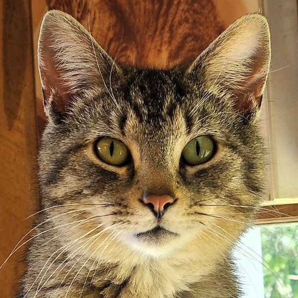 Sutter, a Adoptable Domestic Short Hair in Frederick, MD image 1/4