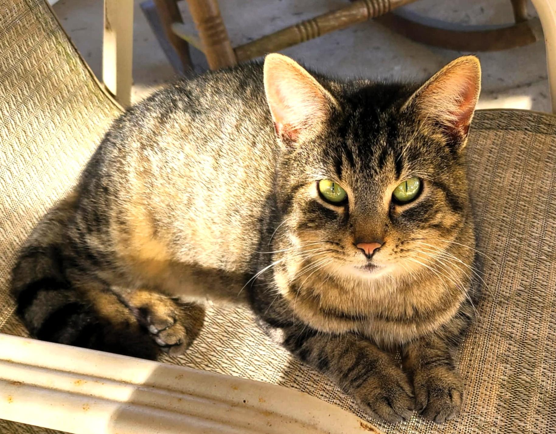 Sutter, a Adoptable Domestic Short Hair in Frederick, MD image 2/4