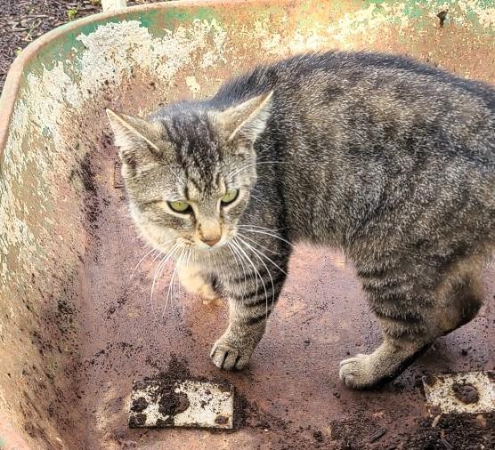 Sutter, a Adoptable Domestic Short Hair in Frederick, MD image 3/4