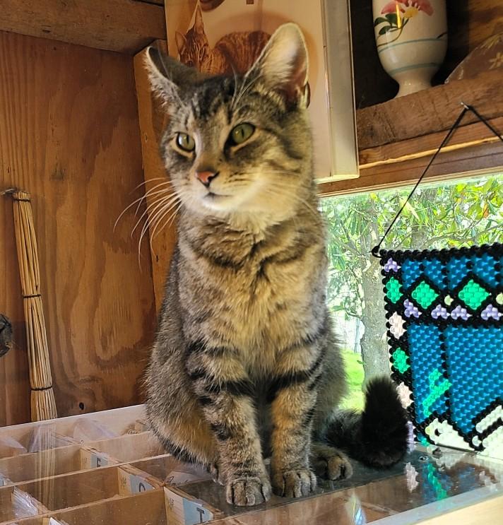 Sutter, a Adoptable Domestic Short Hair in Frederick, MD image 4/4