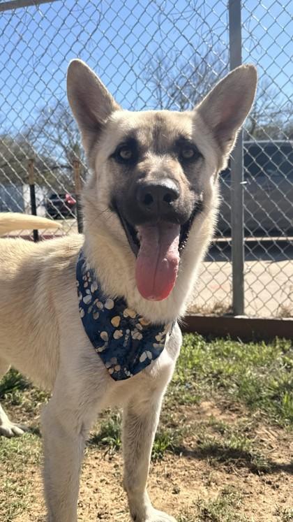 Echo, Adoptable, Puppy Male German Shepherd Dog & Mixed Breed.