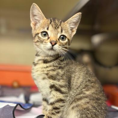 Squeak Heart, a Adoptable mixed breed in Colorado Springs, CO image 1/3