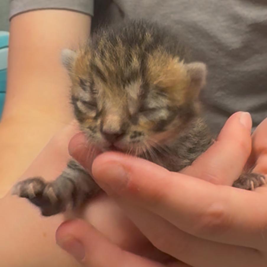 Squeak Heart, a Adoptable mixed breed in Colorado Springs, CO image 3/3