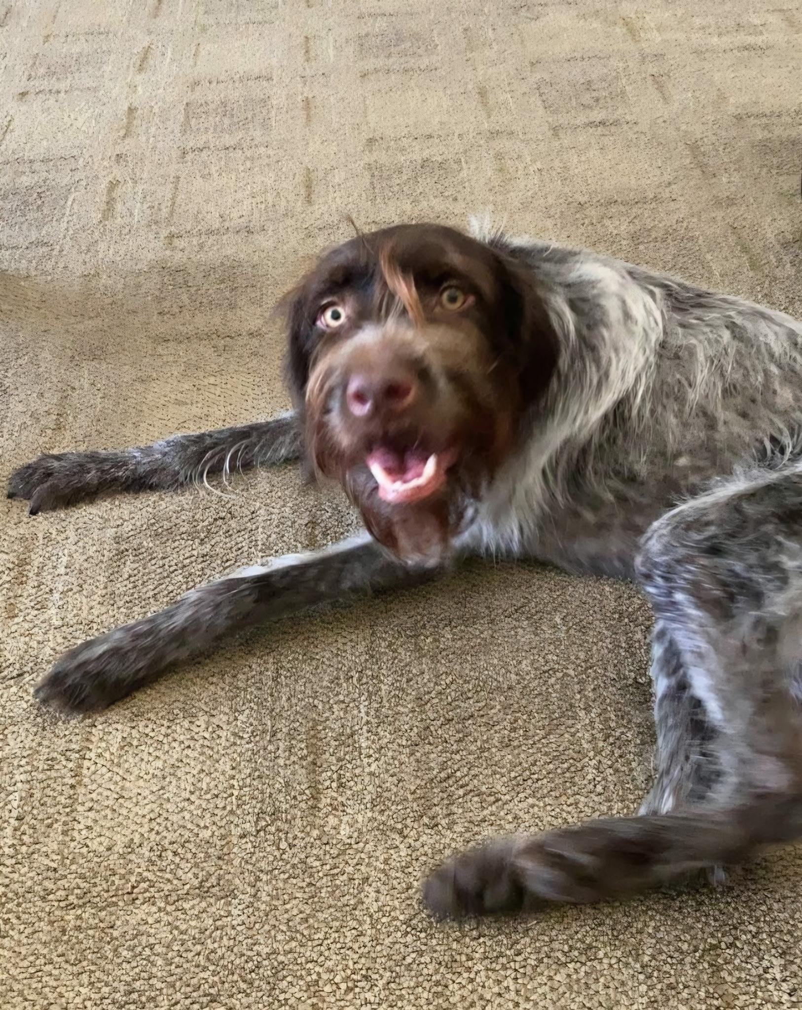 Rosie, Adopted, Adult Female Wirehaired Pointing Griffon.