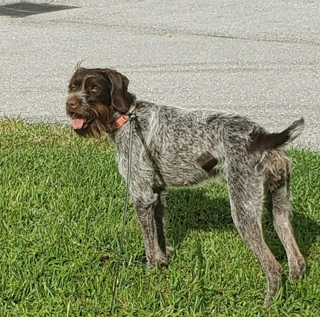 Enlarge Rosie, a Adopted Wirehaired Pointing Griffon in Weston, FL image 2/2