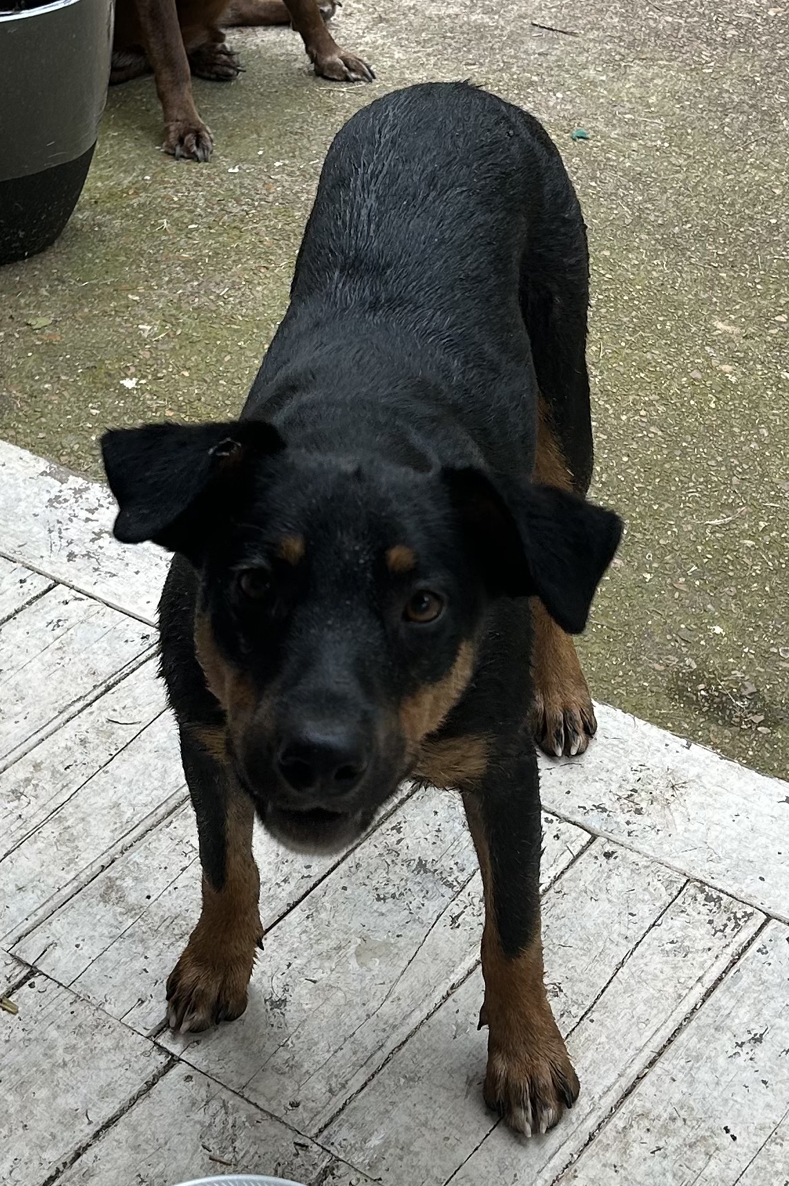 Mac, Young Male Mixed Breed