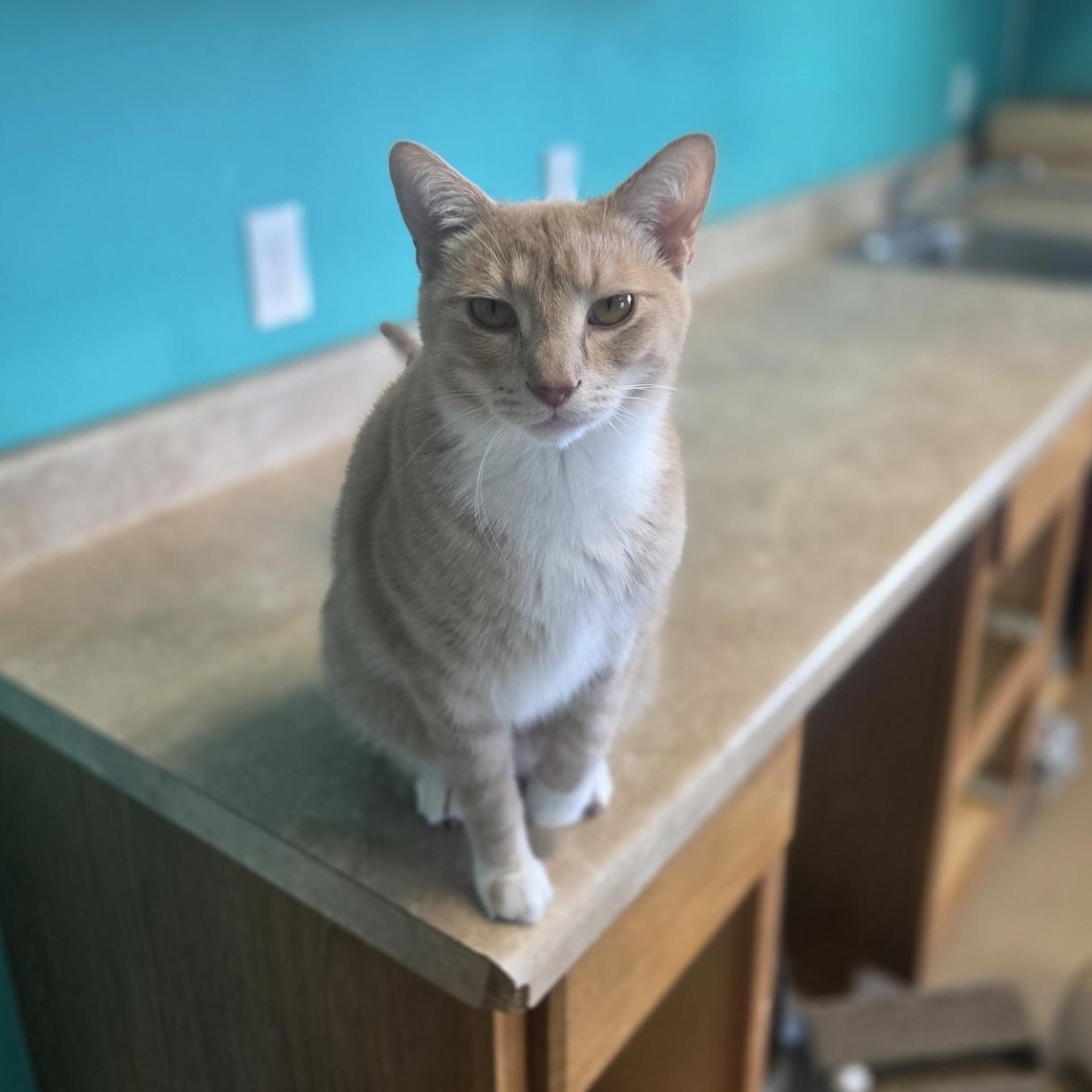 Lord Nugget, an adoptable Domestic Short Hair in Brookings, SD image 2/2