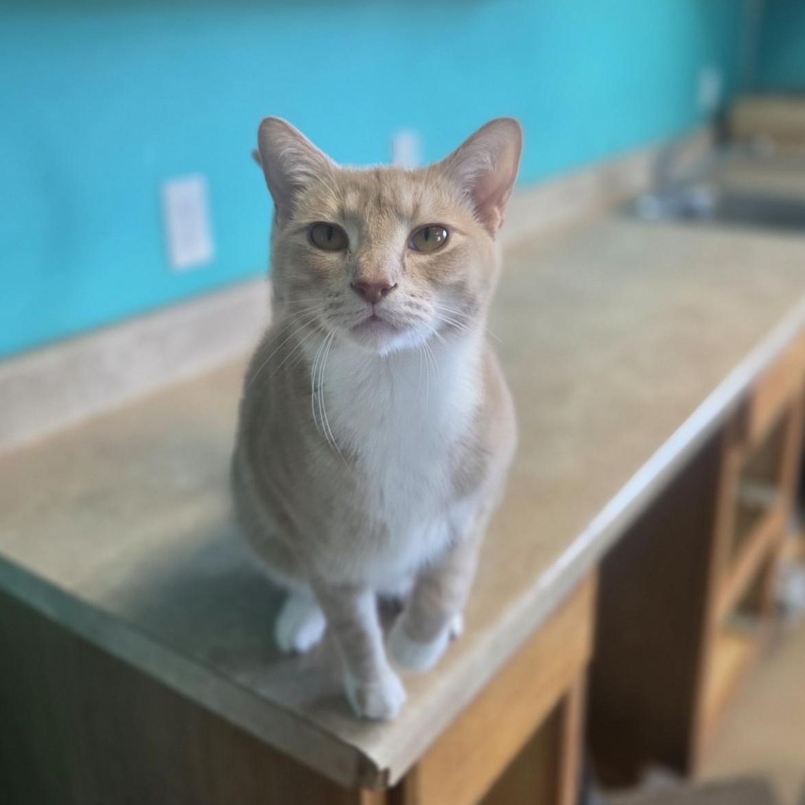 Lord Nugget, adoptable, Adult Male Domestic Short Hair.