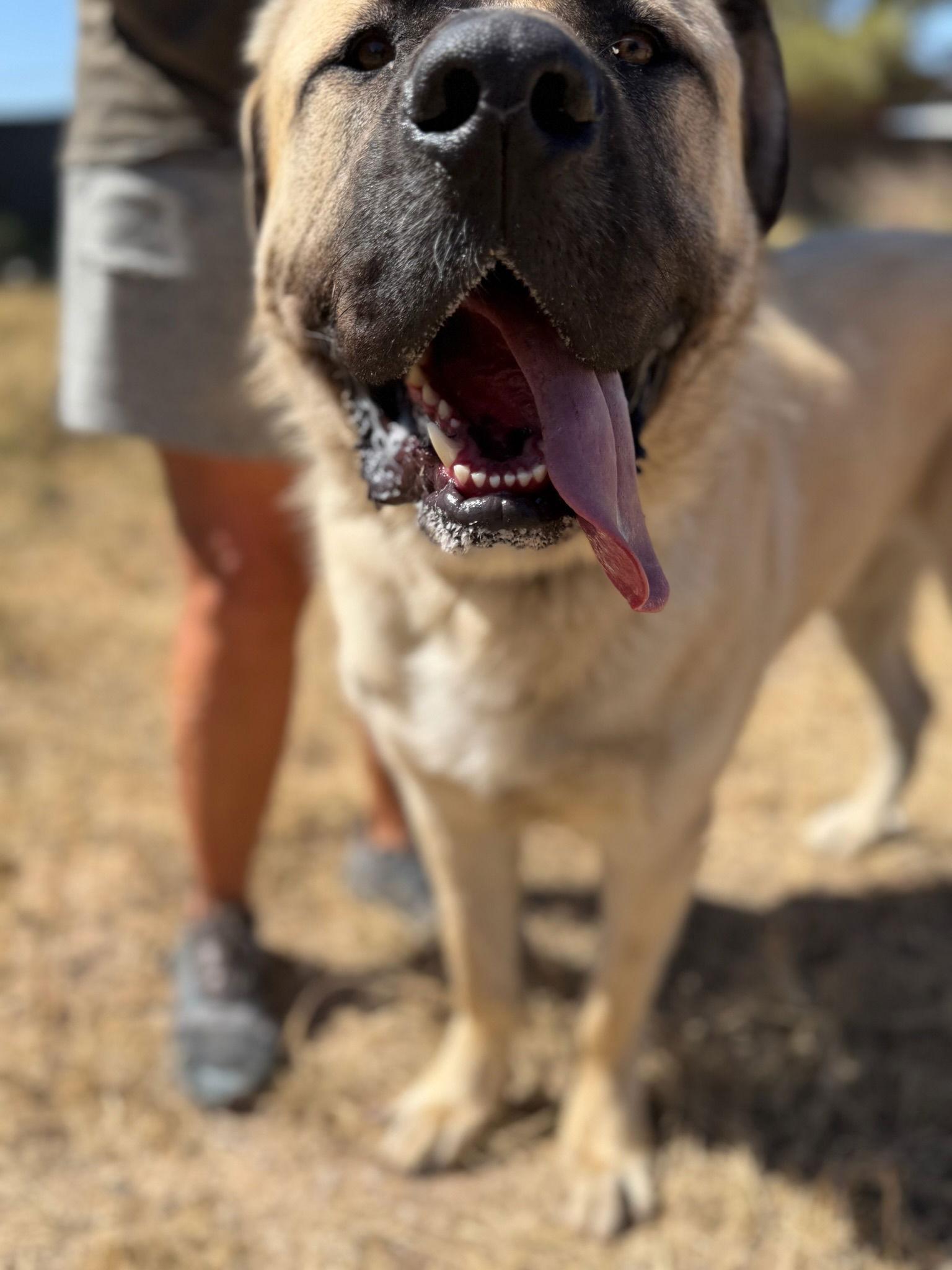 Rob Thomas, Adoptable, Puppy Male Mastiff.