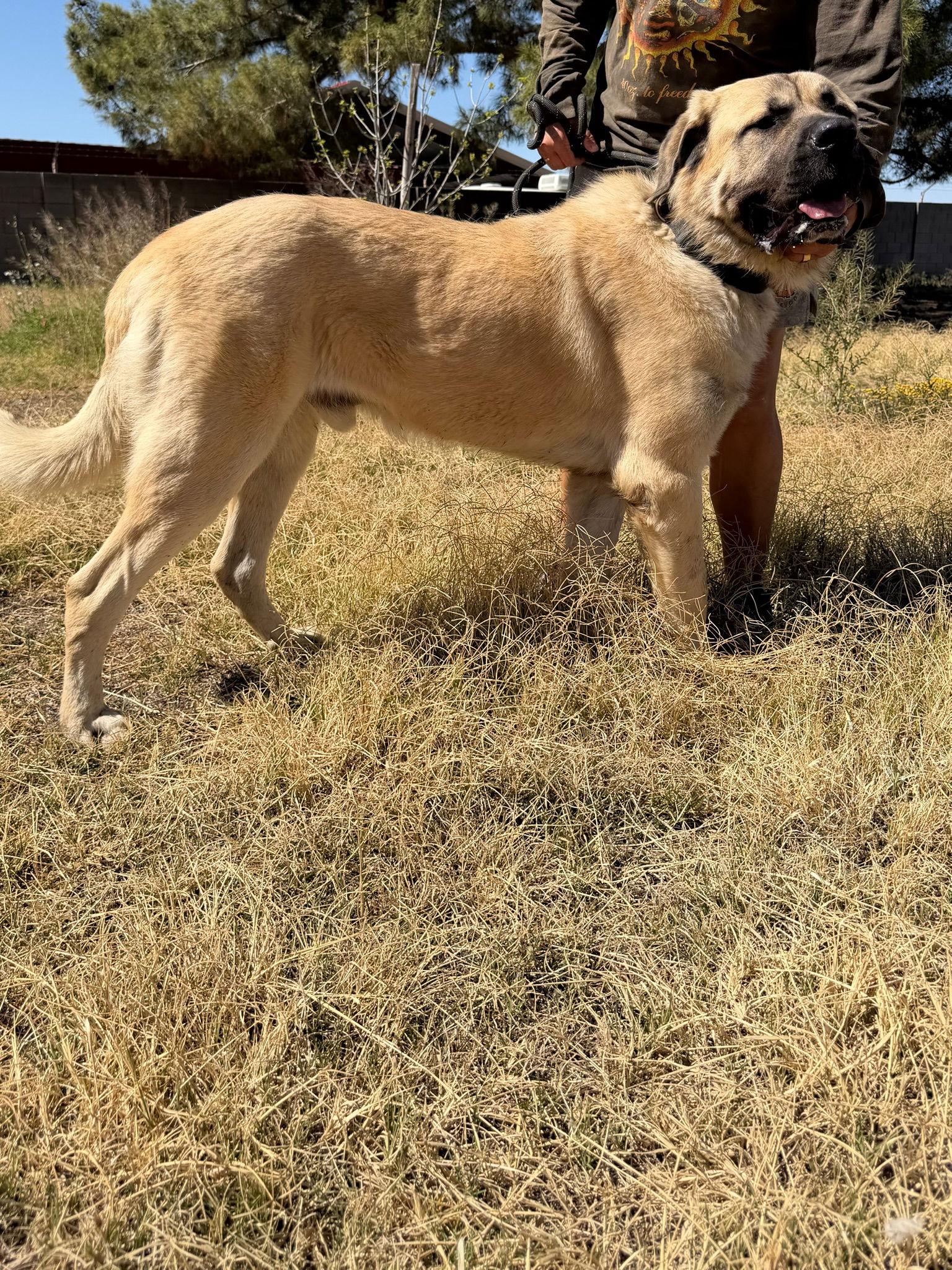 Enlarge Rob Thomas, a Adopted Mastiff in Glendale, AZ image 2/3