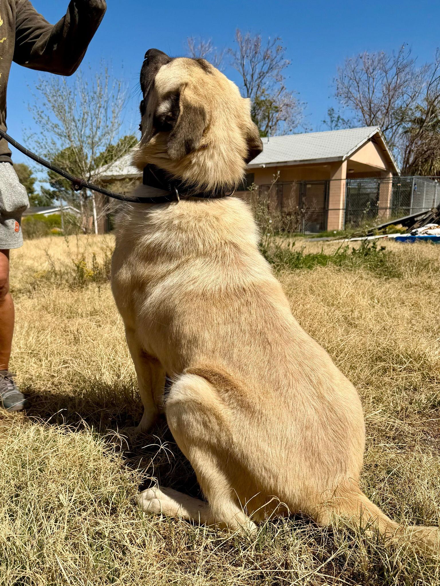 Enlarge Rob Thomas, a Adopted Mastiff in Glendale, AZ image 3/3