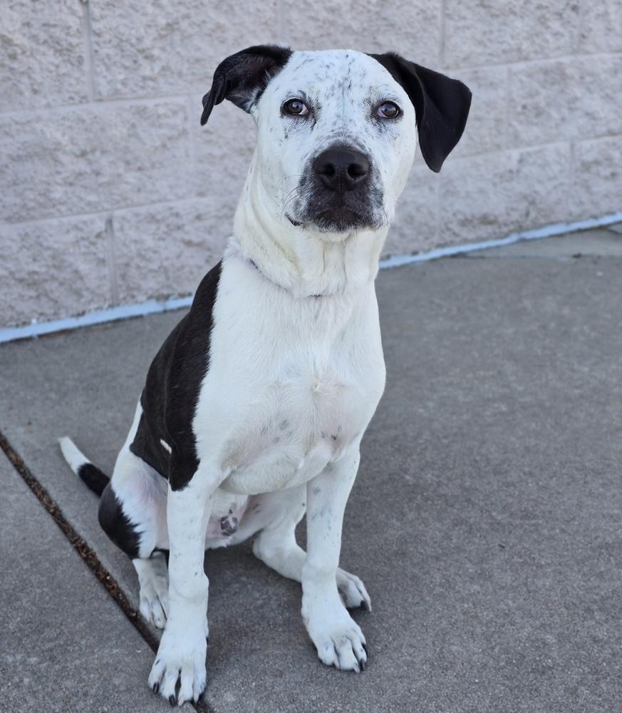 Enlarge Aster nka Cash, a Adoptable mixed breed in Sedalia, CO image 1/6