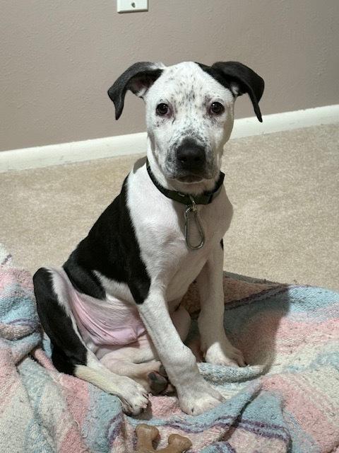 Enlarge Aster nka Cash, a Adoptable mixed breed in Sedalia, CO image 2/6