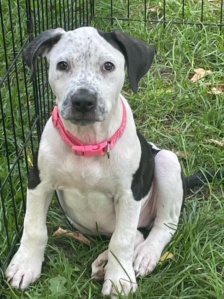 Enlarge Aster nka Cash, a Adoptable mixed breed in Sedalia, CO image 3/6