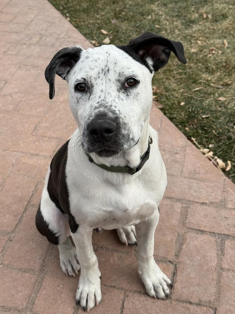 Enlarge Aster nka Cash, a Adoptable mixed breed in Sedalia, CO image 4/6