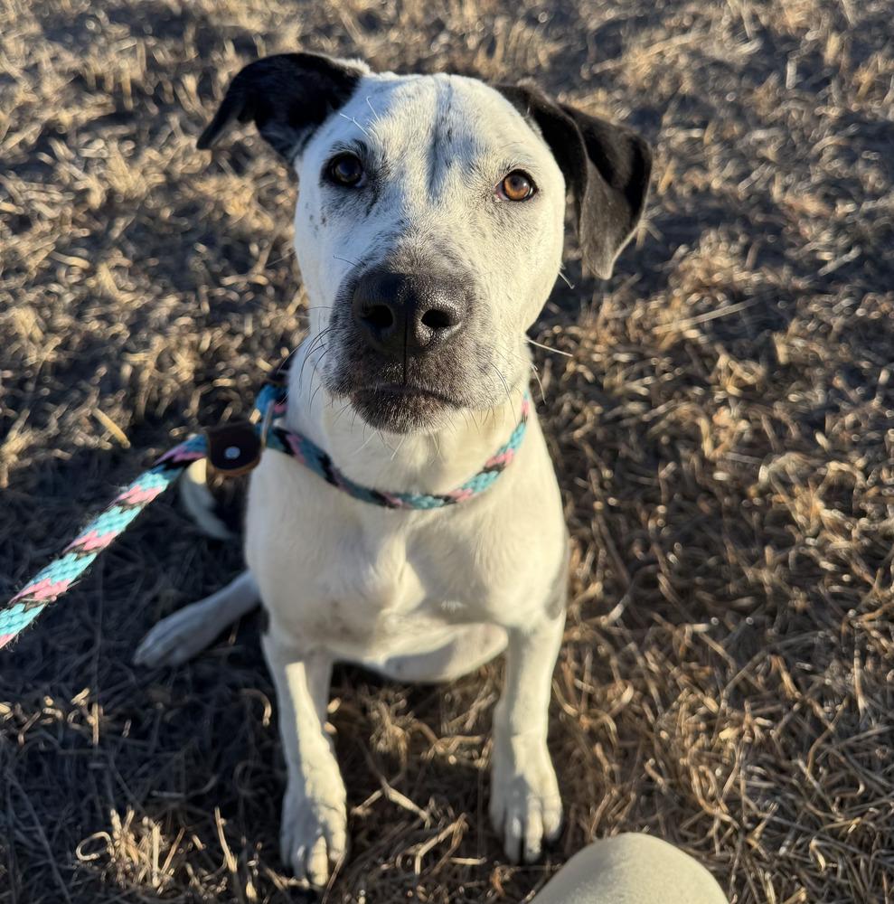 Enlarge Aster nka Cash, a Adoptable mixed breed in Sedalia, CO image 5/6