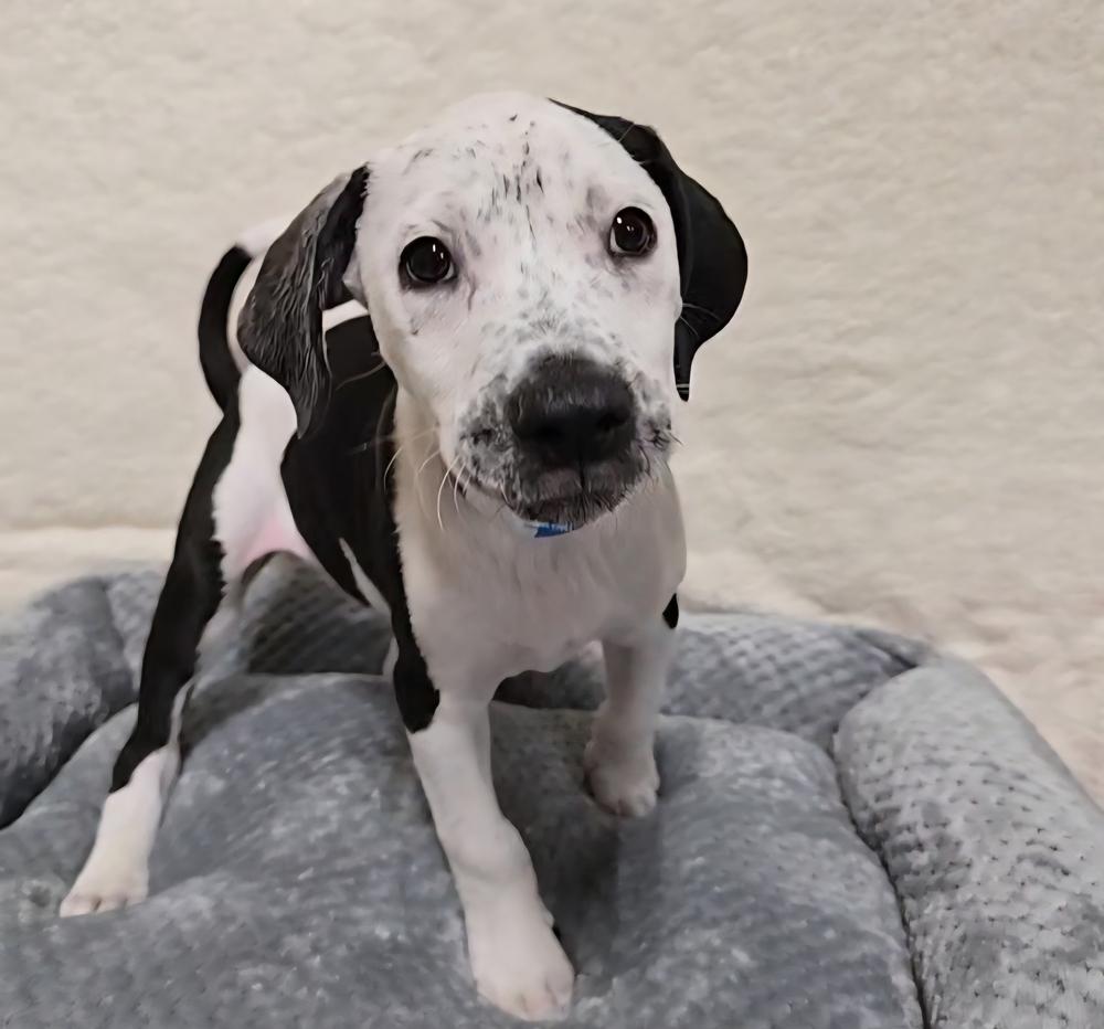 Enlarge Aster nka Cash, a Adoptable mixed breed in Sedalia, CO image 6/6