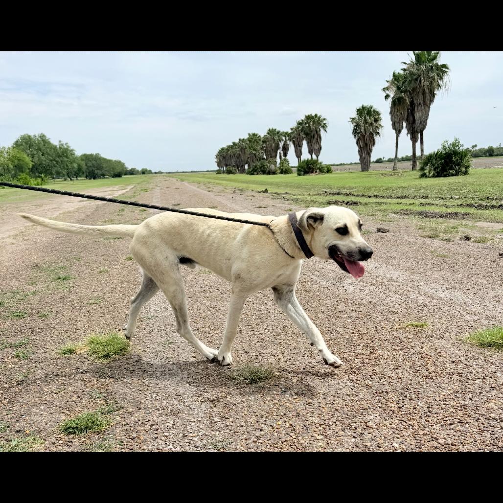 Leo, Adoptable, Young Male Great Dane.
