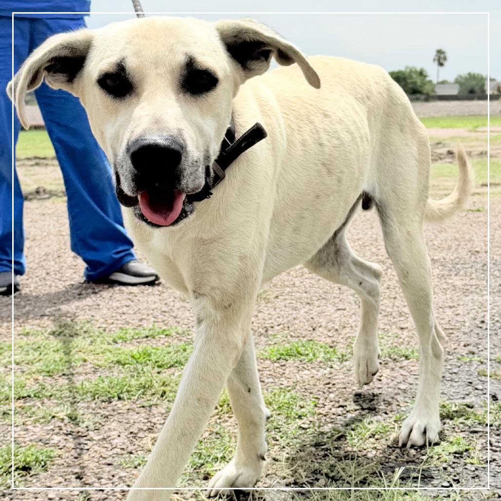 Leo, a Adoptable Great Dane in Harlingen, TX image 2/3