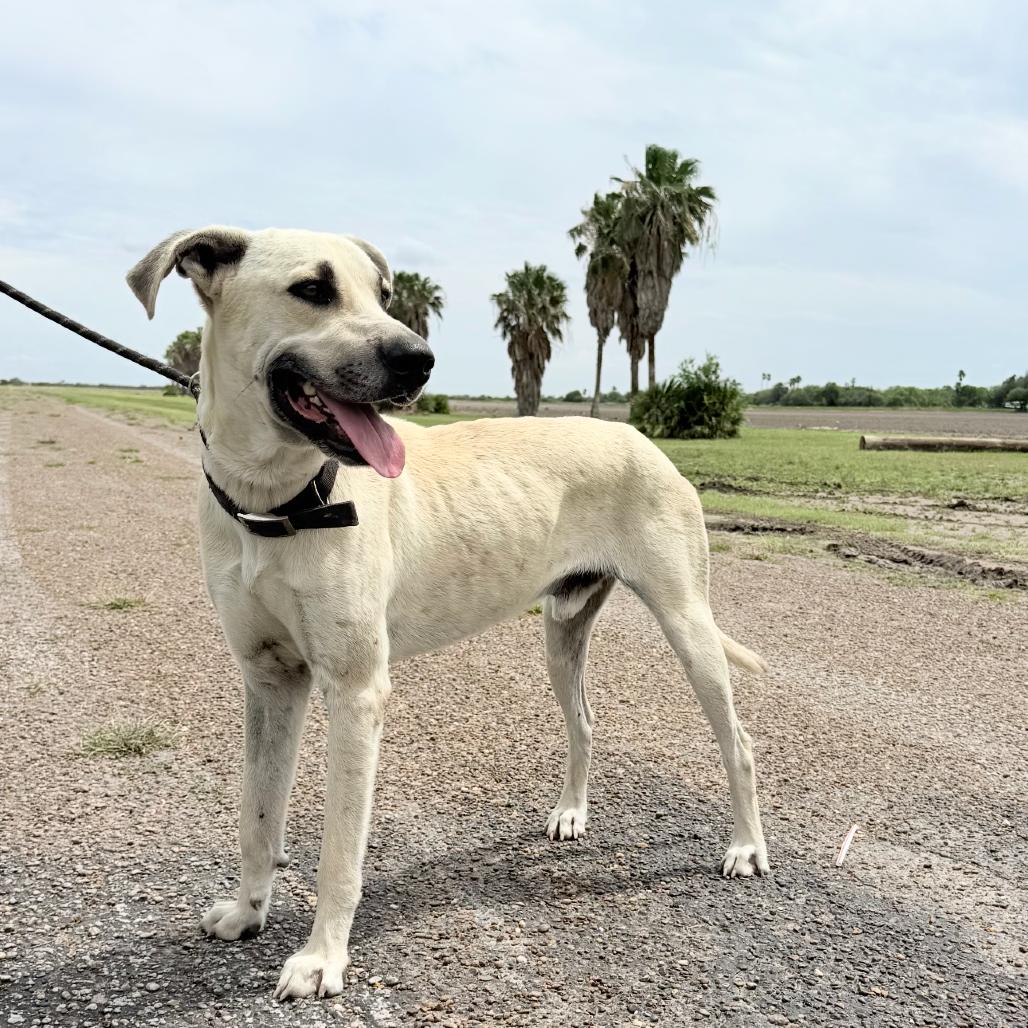 Leo, a Adoptable Great Dane in Harlingen, TX image 3/3