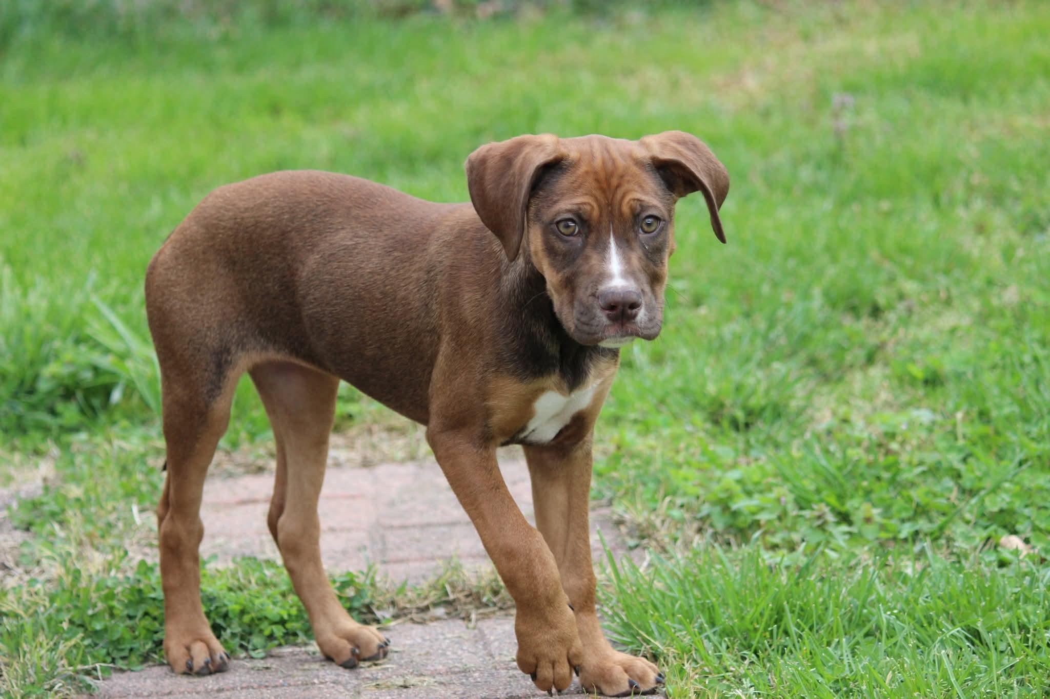 Amethyst , ADOPTABLE, Puppy Female Pit Bull Terrier & Coonhound.