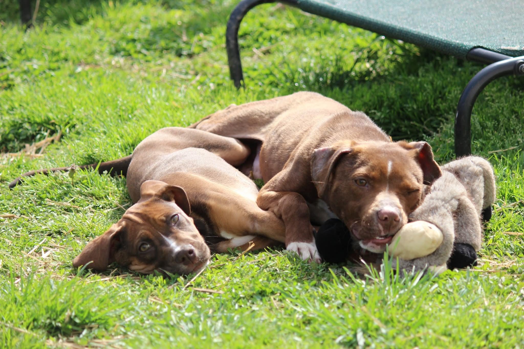 Enlarge Amethyst , a ADOPTABLE mixed breed in Huntington, WV image 2/5