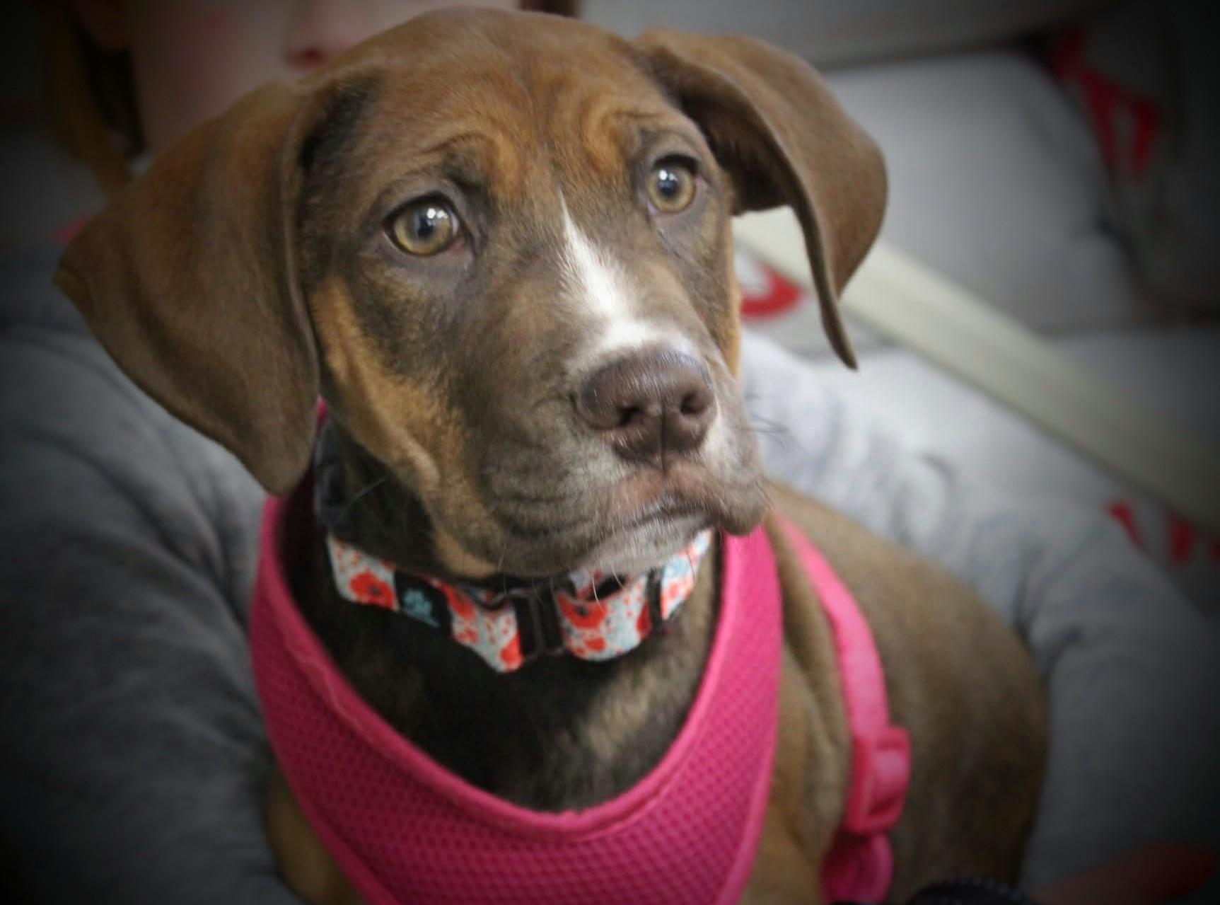 Enlarge Amethyst , a ADOPTABLE mixed breed in Huntington, WV image 5/5