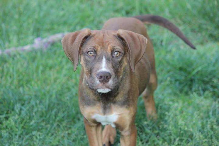 Amethyst , ADOPTABLE, Puppy Female Pit Bull Terrier & Coonhound.