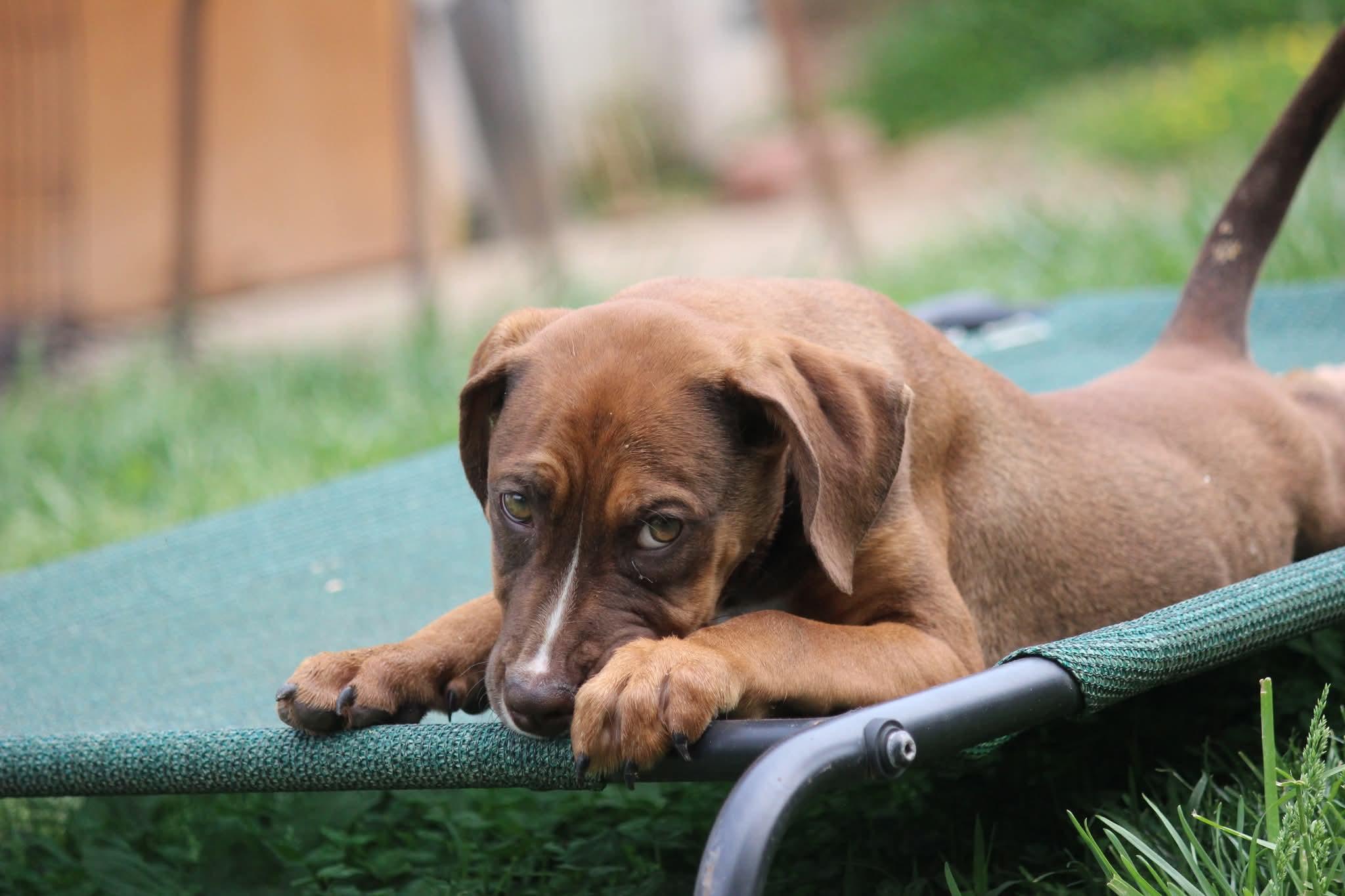 Amethyst , a ADOPTABLE mixed breed in Huntington, WV image 5/6