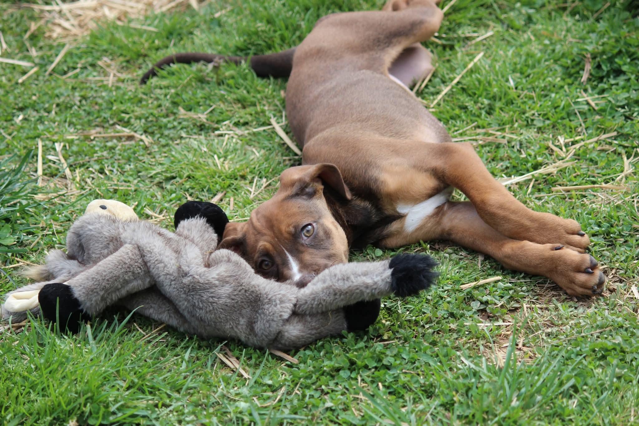 Enlarge Amethyst , a ADOPTABLE mixed breed in Huntington, WV image 4/5