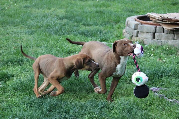 Amethyst , a ADOPTABLE mixed breed in Huntington, WV image 6/6