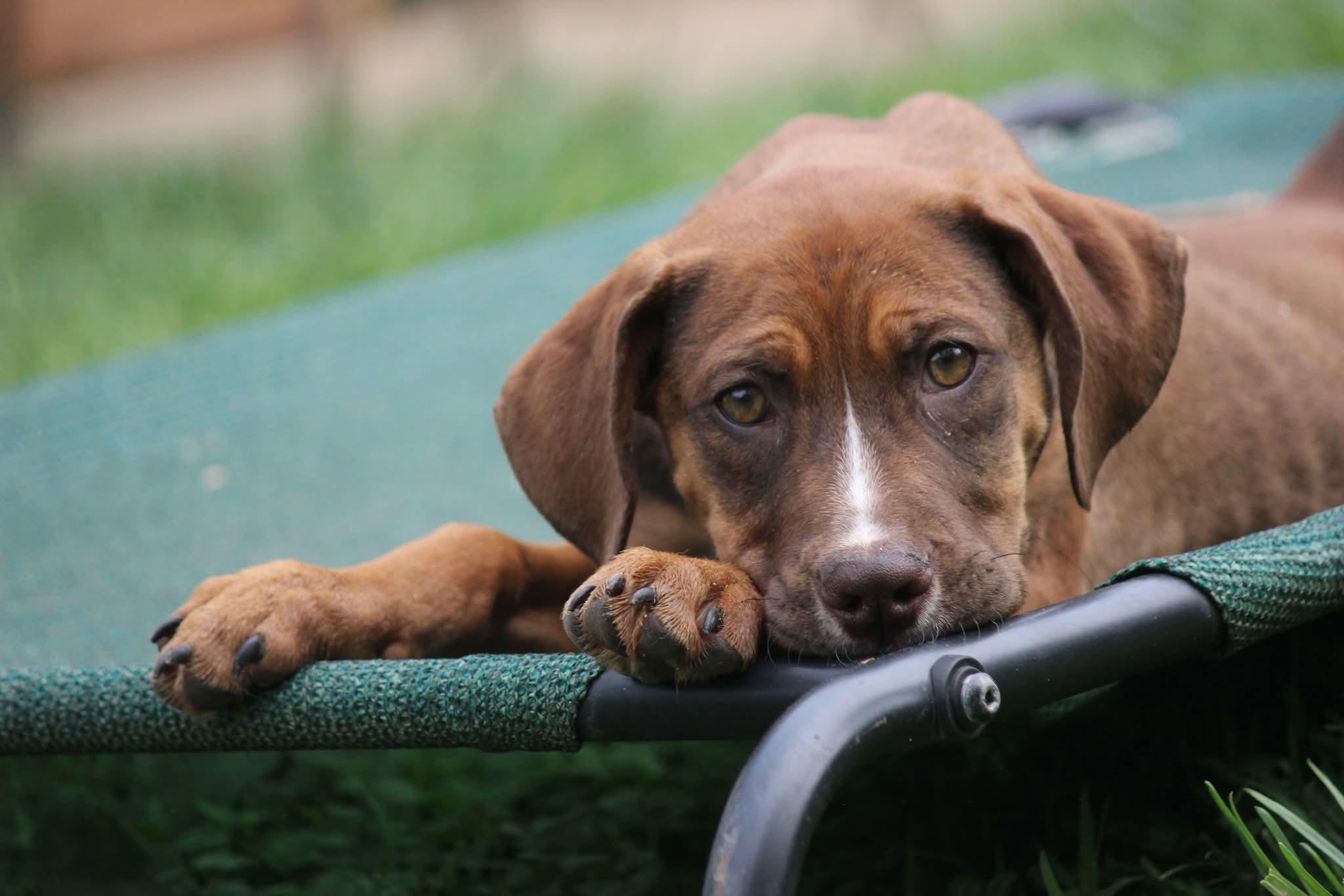 Amethyst , a ADOPTABLE mixed breed in Huntington, WV image 4/6