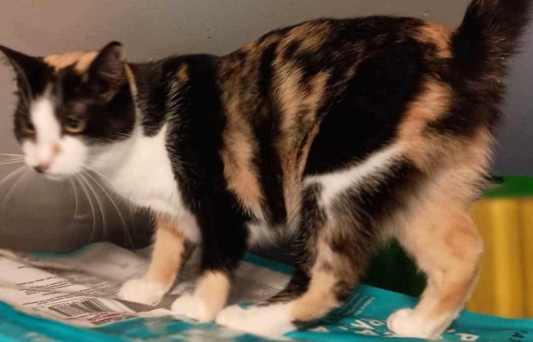 Enlarge Delores, a ADOPTABLE Calico in Inez, KY image 2/5