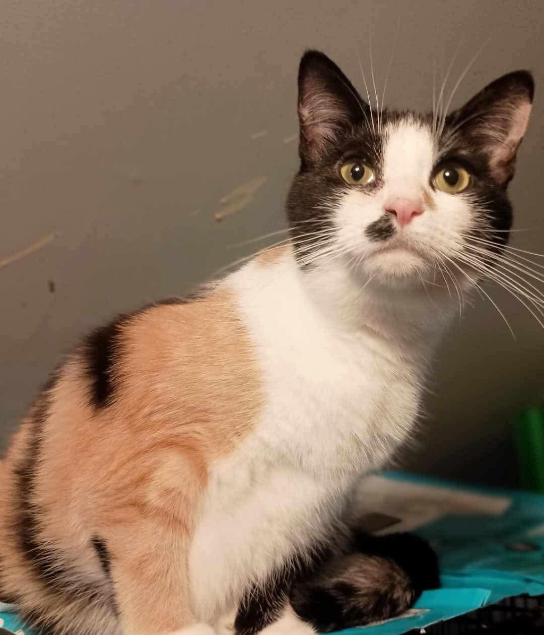 Enlarge Delores, a ADOPTABLE Calico in Inez, KY image 4/5