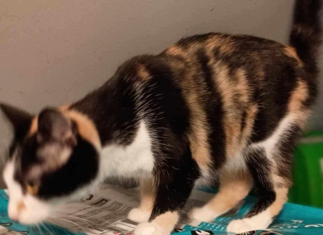 Enlarge Delores, a ADOPTABLE Calico in Inez, KY image 3/5