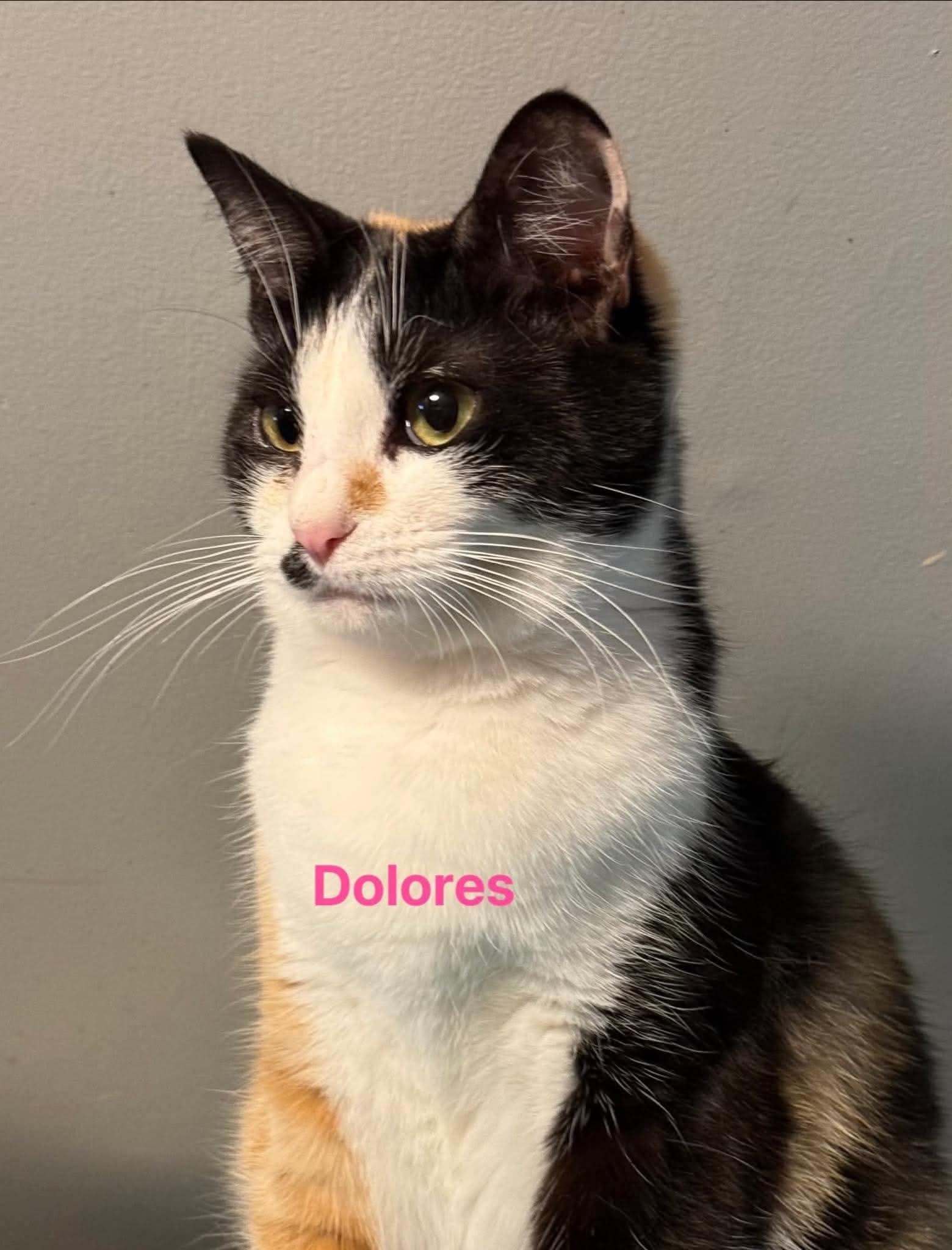Enlarge Delores, a ADOPTABLE Calico in Inez, KY image 5/5