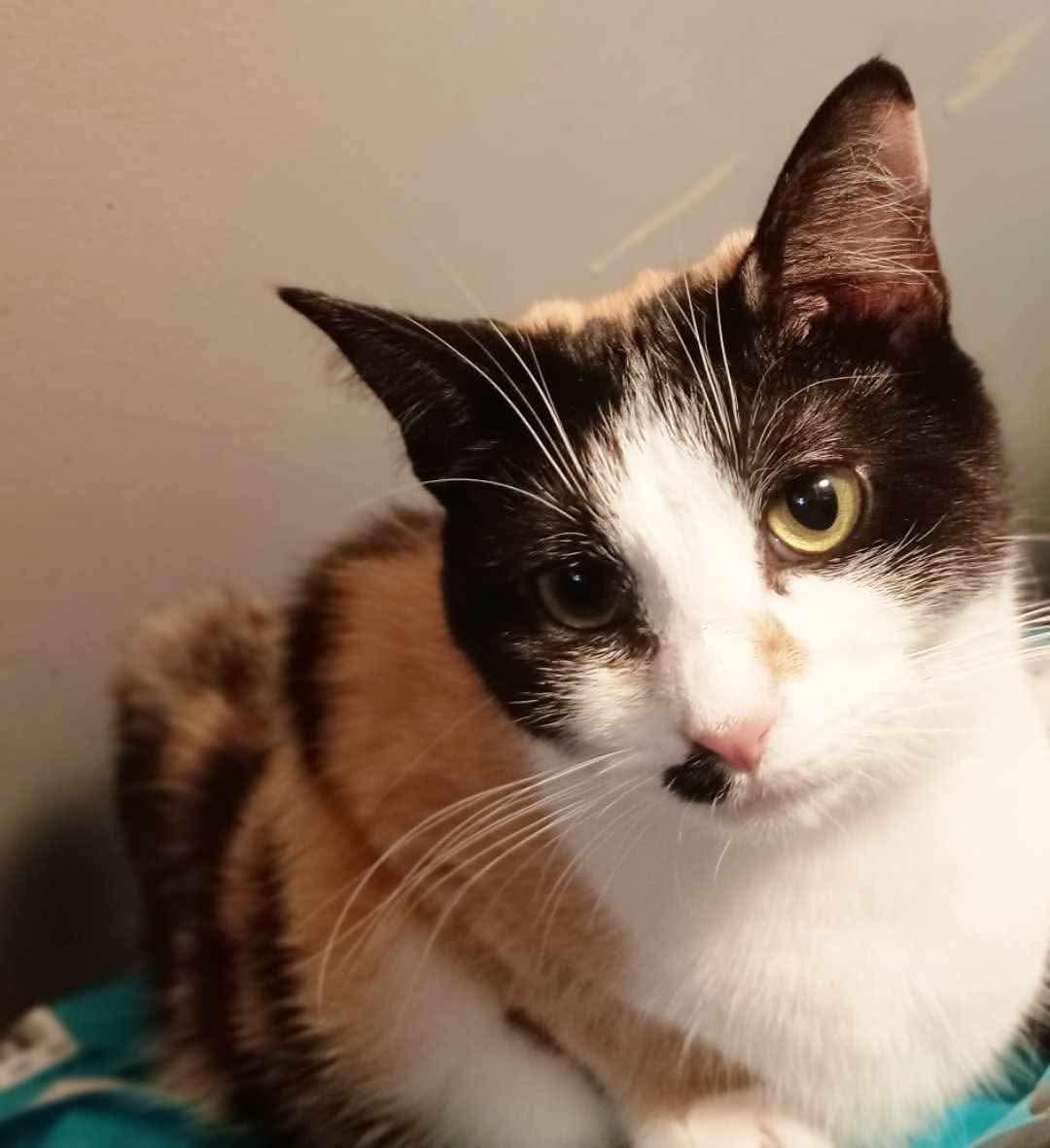 Delores, ADOPTABLE, Adult Female Calico.