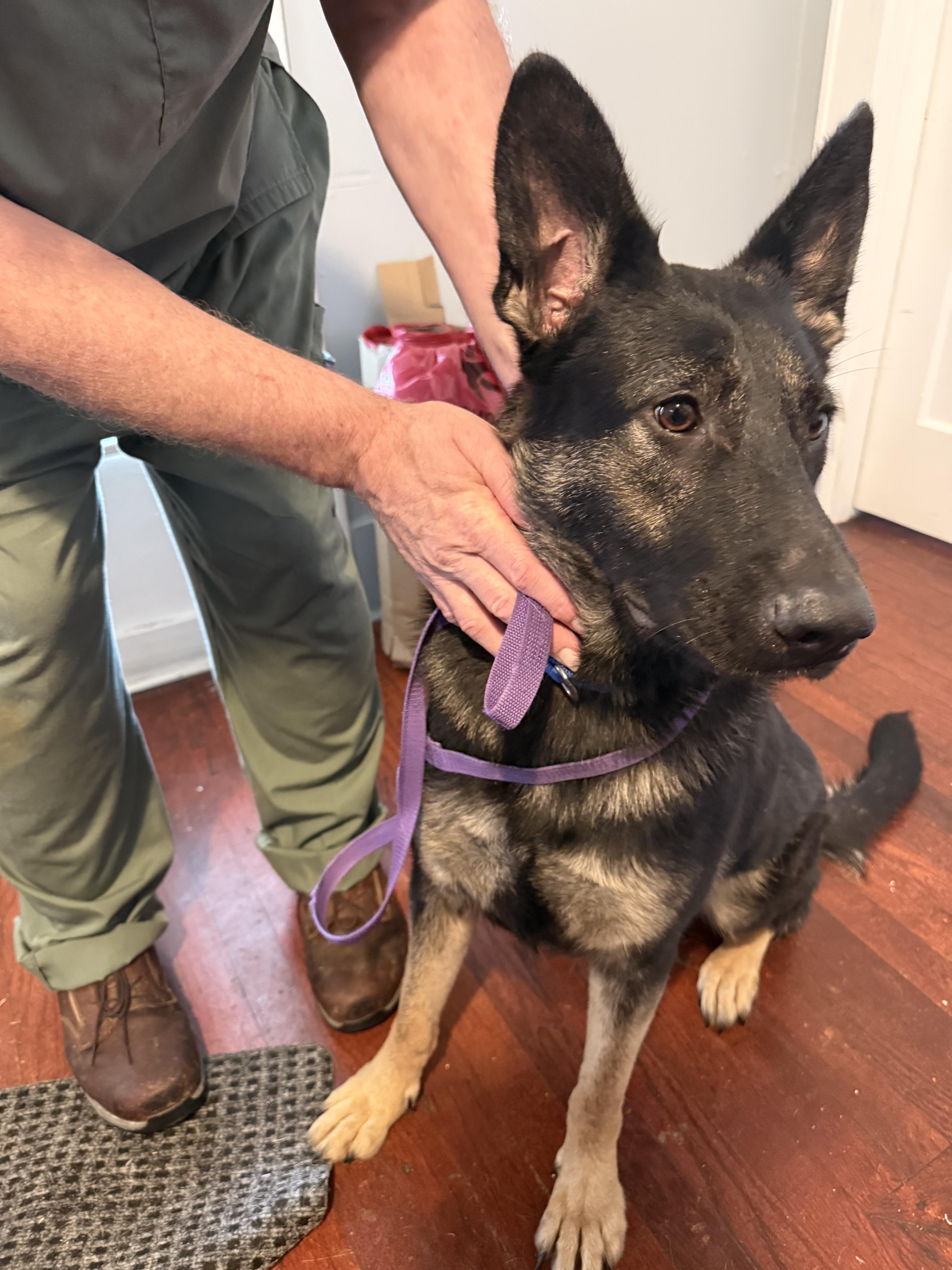 Enlarge Roxy, a Adoptable German Shepherd Dog in Fishkill, NY image 1/1