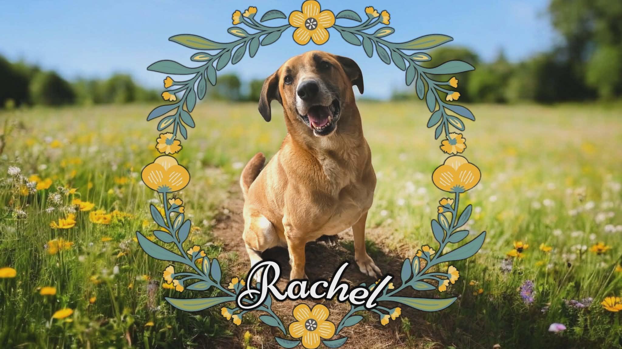 Rachel, Adoptable, Senior Female Australian Cattle Dog / Blue Heeler & German Shepherd Dog.