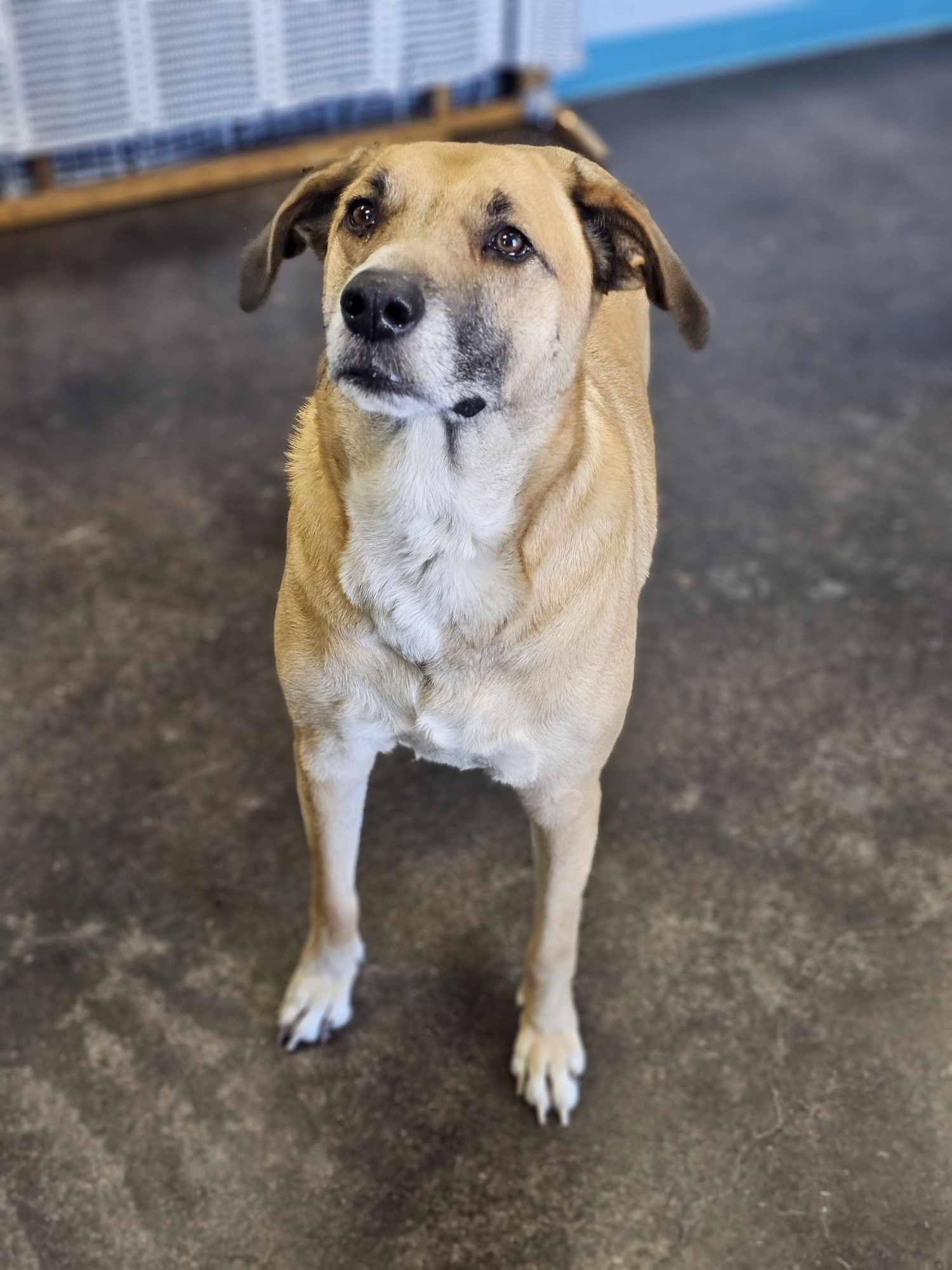 Enlarge Rachel, a Adoptable mixed breed in San Angelo , TX image 1/6