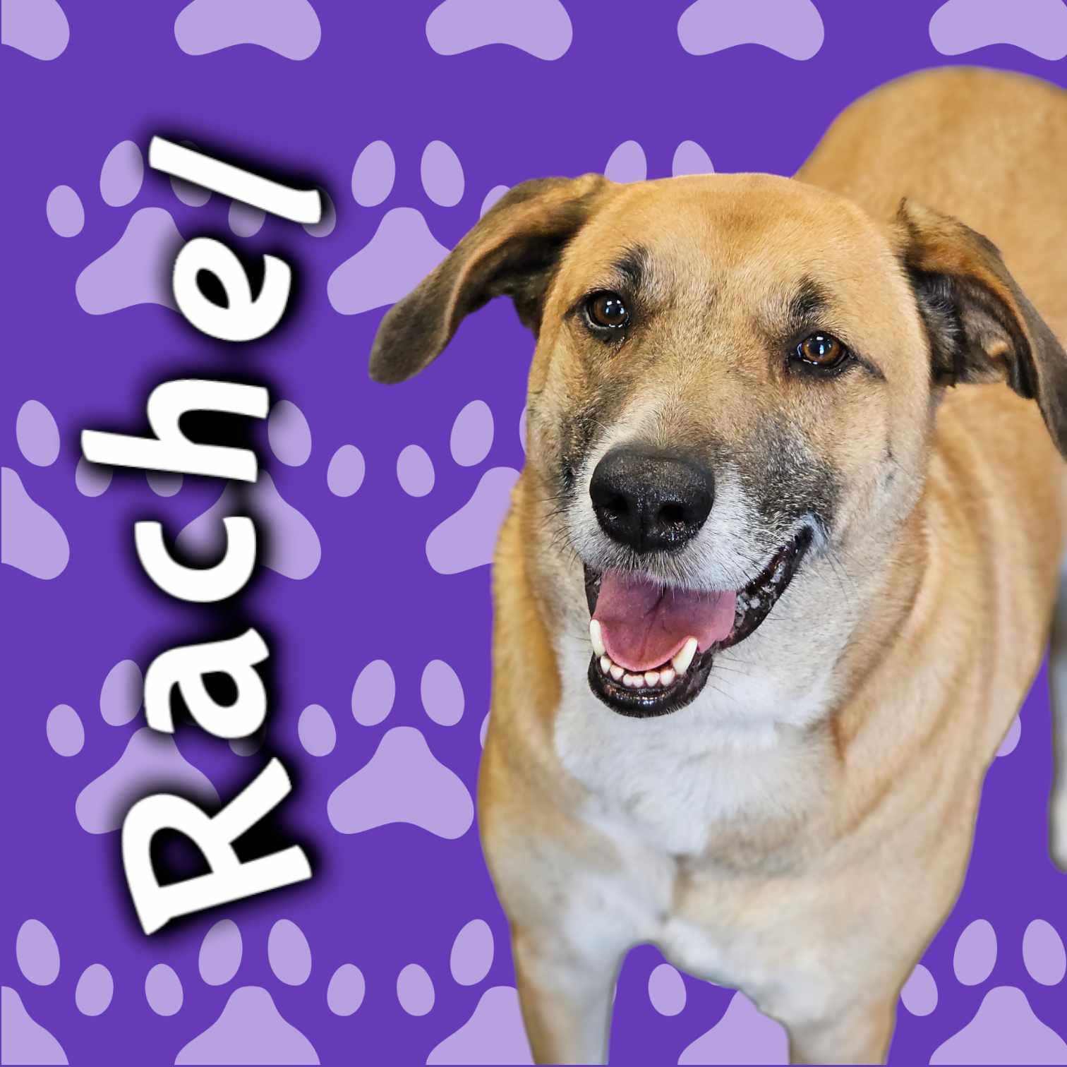 Enlarge Rachel, a Adoptable mixed breed in San Angelo , TX image 3/6