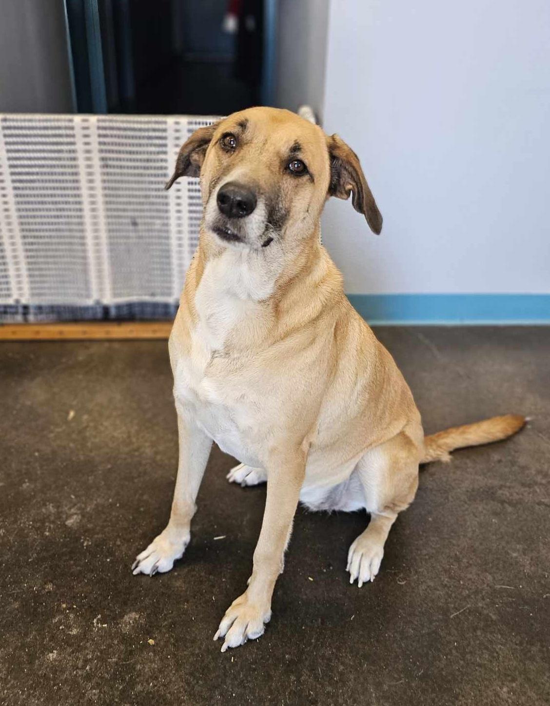 Enlarge Rachel, a Adoptable mixed breed in San Angelo , TX image 4/6