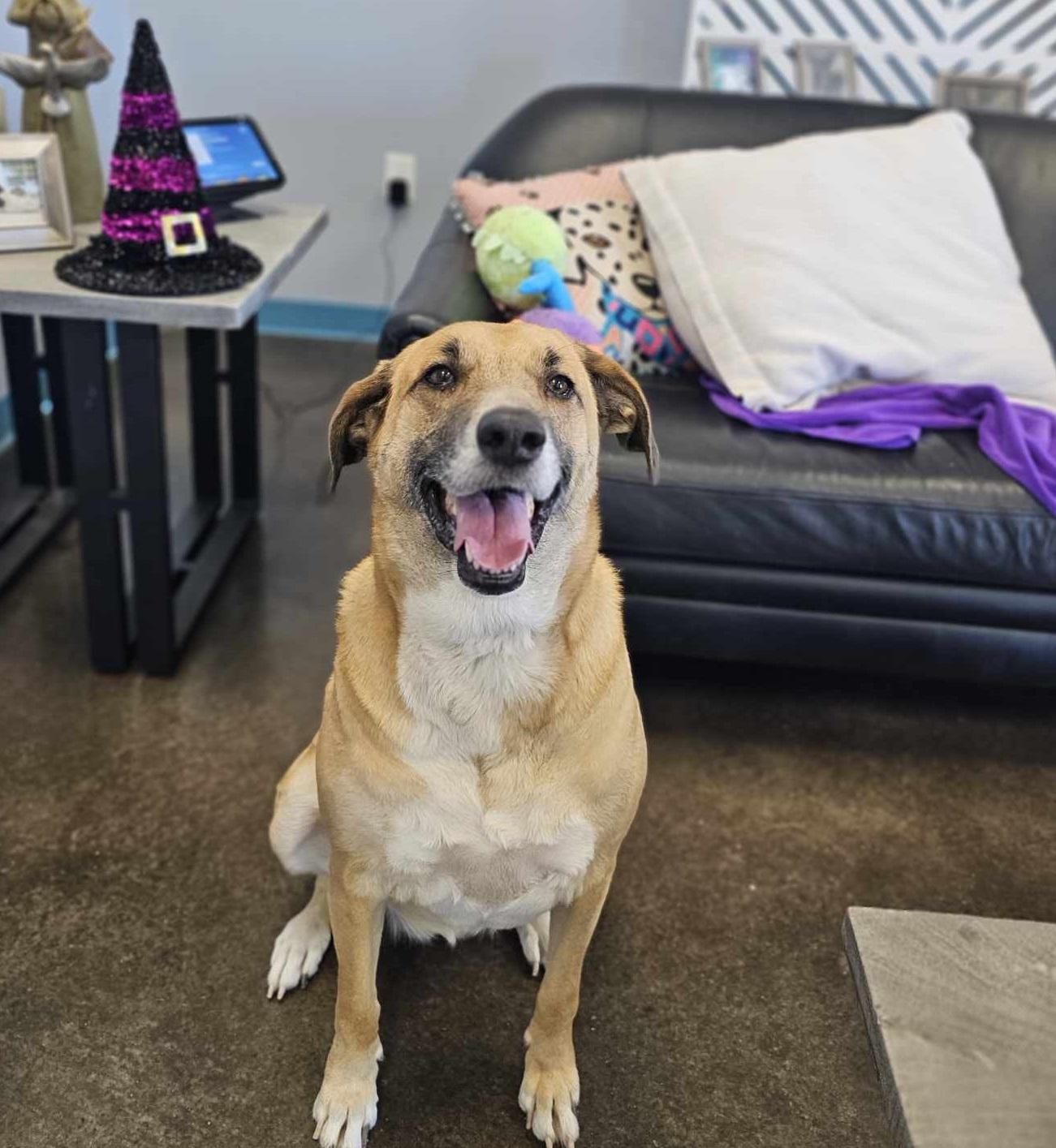 Enlarge Rachel, a Adoptable mixed breed in San Angelo , TX image 5/6