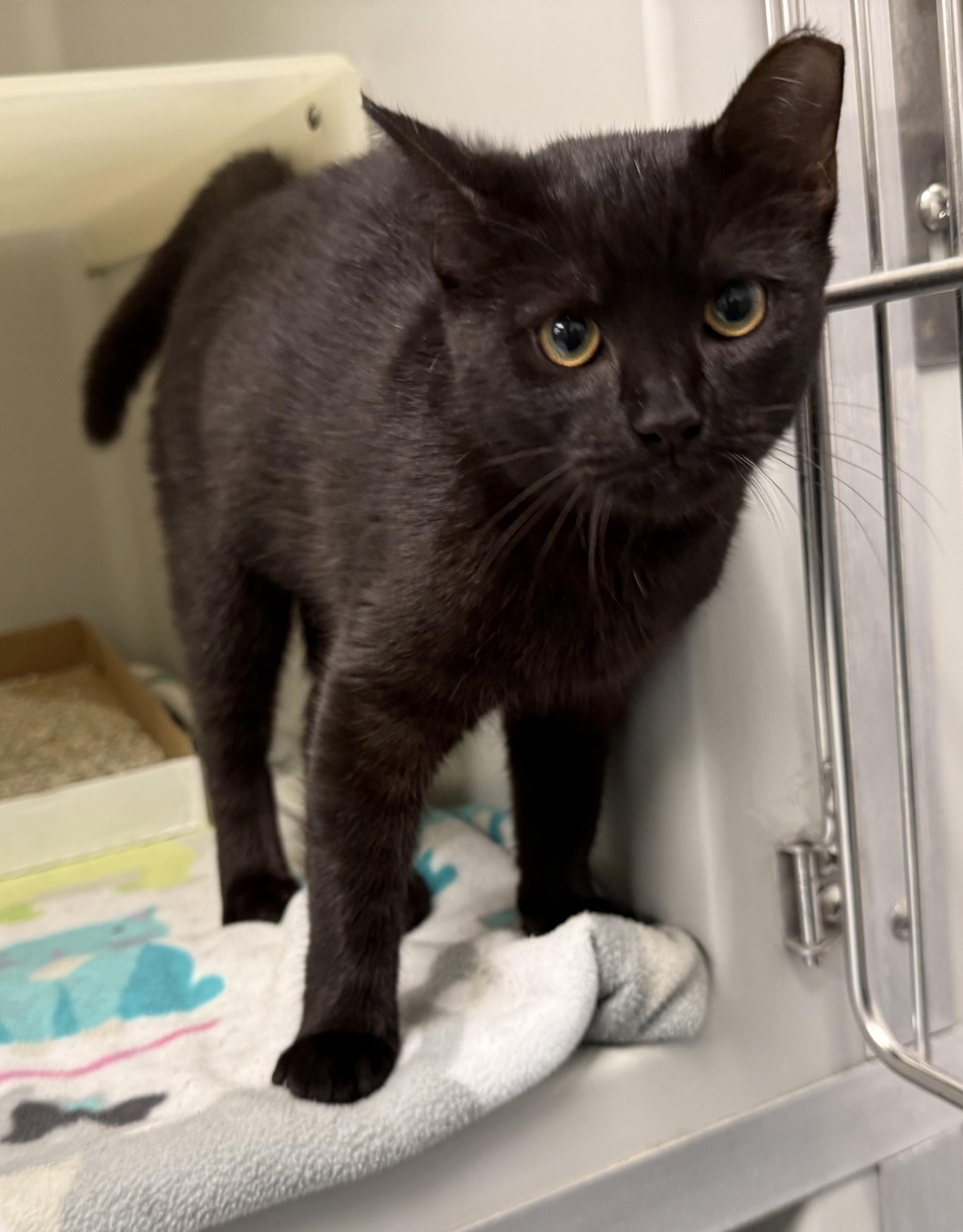 Orchid (AVAILABLE 10-217-2026), Adoptable, Kitten Female Domestic Short Hair.