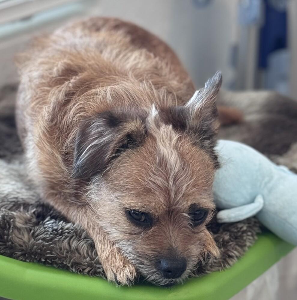 Coco, Adoptable, Adult Female Chihuahua & Terrier.