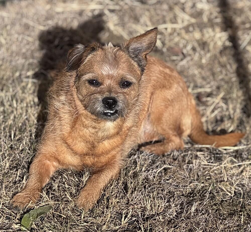 Coco, a Adoptable mixed breed in New Braunfels, TX image 3/3