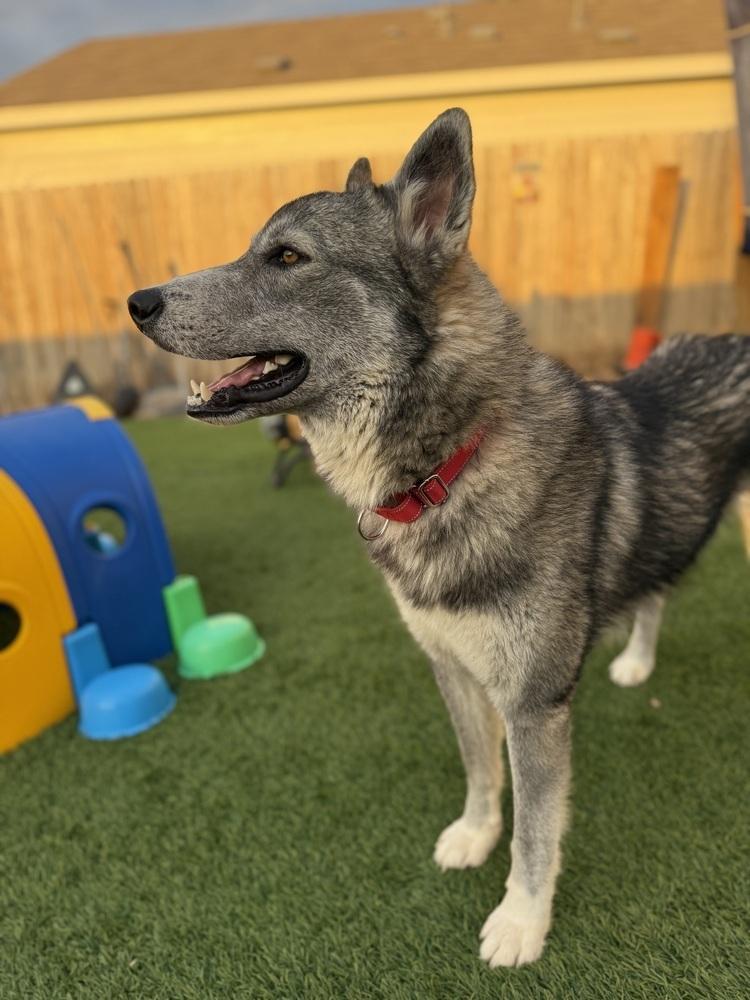 Enlarge Kraven, a Adoptable Husky in Denver, CO image 1/5